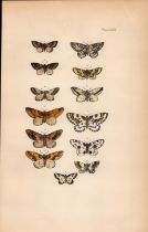 Rev Morris British Moths 1896 Antique Hand-Coloured Lithograph -27.