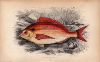 Common Sea Bream 1869 Antique Johnathan Couch Coloured Engraving.
