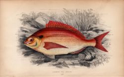 Common Sea Bream 1869 Antique Johnathan Couch Coloured Engraving.