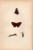 Comma Hand Coloured Antique Butterfly Plate Rev Morris-92.