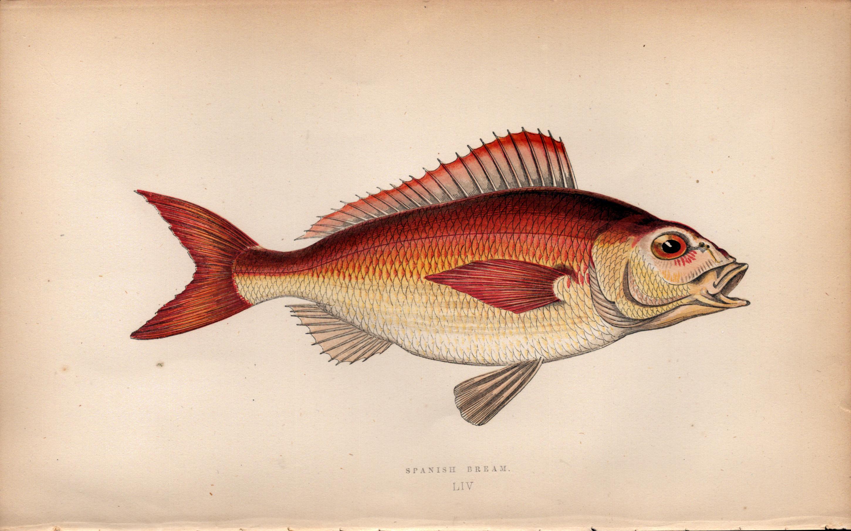 Spanish Bream 1869 Antique Johnathan Couch Coloured Engraving.