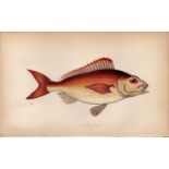 Spanish Bream 1869 Antique Johnathan Couch Coloured Engraving.