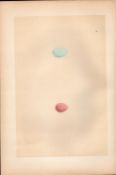 Weatear Antique Coloured Engraving Rev Morris Nests & Eggs-71.