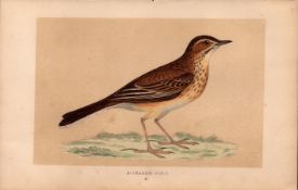 Richards Pipit Rev Morris Antique History of British Birds Engraving.