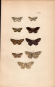 Rev Morris British Moths 1896 Antique Hand-Coloured Lithograph -25.