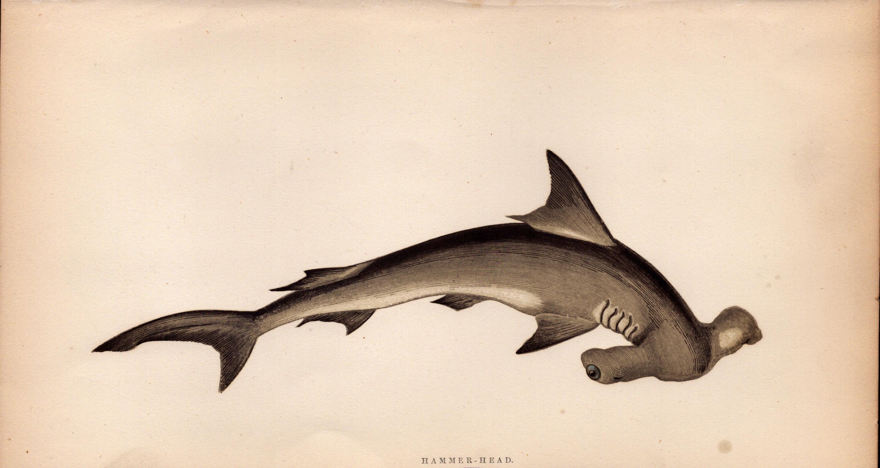 Hammer-Head Shark 1869 Antique Johnathan Couch Coloured Engraving.