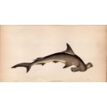 Hammer-Head Shark 1869 Antique Johnathan Couch Coloured Engraving.