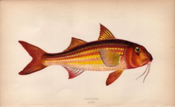 Surmullet 1869 Antique Johnathan Couch Coloured Engraving.