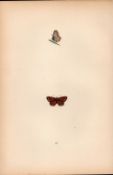 Brown Argus Blue Hand Coloured Antique Butterfly Plate Rev Morris-183.