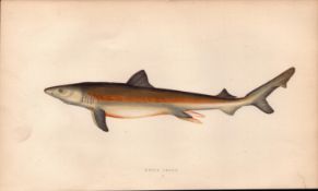 White Shark Antique 1869 Johnathan Couch Coloured Engraving.