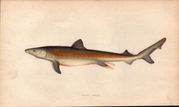 White Shark Antique 1869 Johnathan Couch Coloured Engraving.