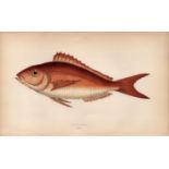 Erythrinus Sea Bream 1869 Antique Johnathan Couch Coloured Engraving.