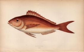 Erythrinus Sea Bream 1869 Antique Johnathan Couch Coloured Engraving.