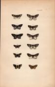 Rev Morris British Moths 1896 Antique Hand-Coloured Lithograph -31.