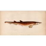 Black-Mouthed Dogfish 1869 Antique Johnathan Couch Coloured Engraving.