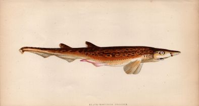 Black-Mouthed Dogfish 1869 Antique Johnathan Couch Coloured Engraving.