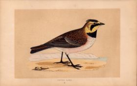 Shore Lark Rev Morris Antique History of British Birds Engraving.