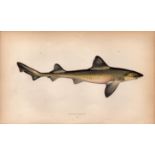 Smooth Hound Shark 1869 Antique Johnathan Couch Coloured Engraving.