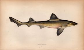 Smooth Hound Shark 1869 Antique Johnathan Couch Coloured Engraving.