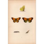 Clouded Yellow Coloured Antique Butterfly Plate Rev Morris-11.