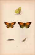 Clouded Yellow Coloured Antique Butterfly Plate Rev Morris-11.