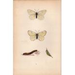 Black Veined Coloured Antique Butterfly Plate Rev Morris-21.