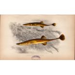 Fifteen-Spined Stickleback 1869 Antique Johnathan Couch Engraving.