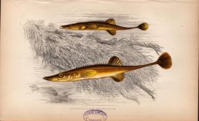 Fifteen-Spined Stickleback 1869 Antique Johnathan Couch Engraving.