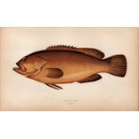 Dusky Perch 1869 Antique Johnathan Couch Coloured Engraving.