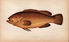 Dusky Perch 1869 Antique Johnathan Couch Coloured Engraving.