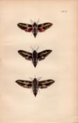 Rev Morris British Moths 1896 Antique Hand-Coloured Lithograph -5.