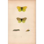 Brimstone Coloured Antique Butterfly Plate Rev Morris-8.