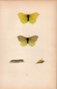 Brimstone Coloured Antique Butterfly Plate Rev Morris-8.