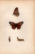 Painted Lady Hand Coloured Antique Butterfly Plate Rev Morris-96.