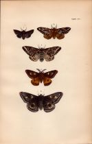 Rev Morris British Moths 1896 Antique Hand-Coloured Lithograph -24.