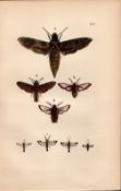 Rev Morris British Moths 1896 Antique Hand-Coloured Lithograph -4