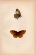 Venus Fritillary Hand Coloured Antique Butterfly Plate Rev Morris-142.