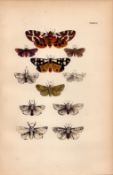 Rev Morris British Moths 1896 Antique Hand-Coloured Lithograph -21.
