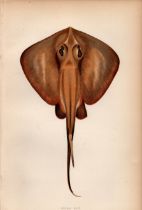 Sting Ray 1869 Antique Johnathan Couch Coloured Engraving.