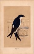 Martin Rev Morris Antique History of British Birds Engraving.
