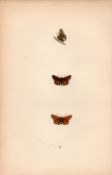 Lulworth Skipper Hand Coloured Antique Butterfly Plate Rev Morris-197.