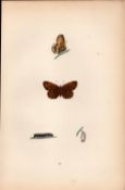 Pearl Bordered Likeness Fritillary Antique Butterfly Plate Rev Morris-128.