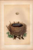 Whitethroat Antique Engraving Rev Morris Nests & Eggs-91.