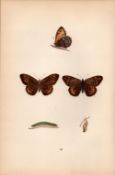 Rock-Eyed Underwing Coloured Antique Butterfly Plate Rev Morris-51.