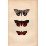 Rev Morris British Moths 1896 Antique Hand-Coloured Lithograph -1