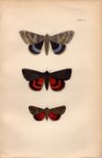 Rev Morris British Moths 1896 Antique Hand-Coloured Lithograph -1