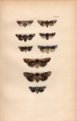 Rev Morris British Moths 1896 Antique Hand-Coloured Lithograph -8.