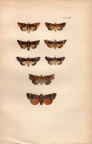 Rev Morris British Moths 1896 Antique Hand-Coloured Lithograph -10.