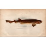 Nurse Hound Shark 1869 Antique Johnathan Couch Coloured Engraving.