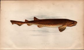 Nurse Hound Shark 1869 Antique Johnathan Couch Coloured Engraving.